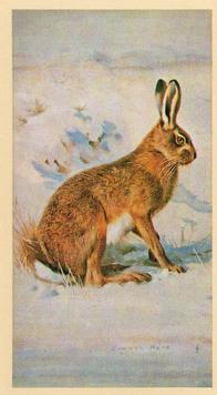 1982 Grandee British Mammals (Imperial Group plc) #24 Brown Hare Front