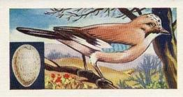 1962 Empson & Son Birds #8 Lapwing Front