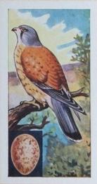 1962 Empson & Son Birds #16 Kestrel Front