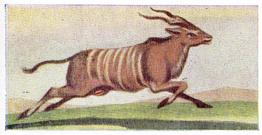 1954 Anonymous Animals of the World #16 Kudu Front