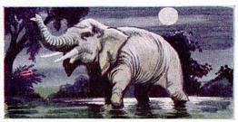 1954 Anonymous Animals of the World #17 Elephant Front