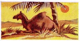 1954 Anonymous Animals of the World #18 Camel Front