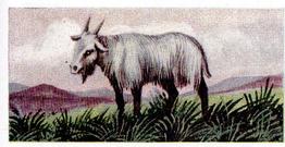 1954 Anonymous Animals of the World #33 Goat Front