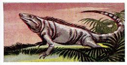 1954 Anonymous Animals of the World #35 Iguana Front