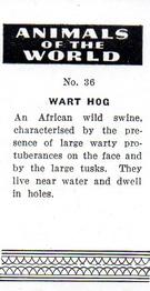1954 Anonymous Animals of the World #36 Wart Hog Back
