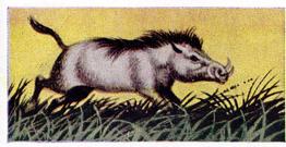 1954 Anonymous Animals of the World #36 Wart Hog Front