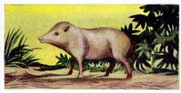 1954 Anonymous Animals of the World #38 Peccary Front