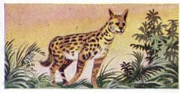 1954 Anonymous Animals of the World #41 Serval Front