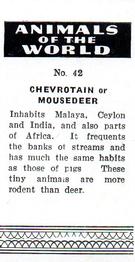 1954 Anonymous Animals of the World #42 Chevrotain or Mousedeer Back