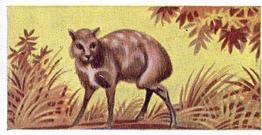 1954 Anonymous Animals of the World #42 Chevrotain or Mousedeer Front