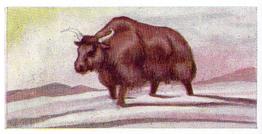 1954 Anonymous Animals of the World #49 Yak Front