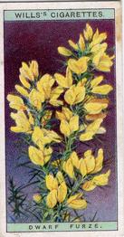 1923 Wills's Wild Flowers #11 Dward Furze Front