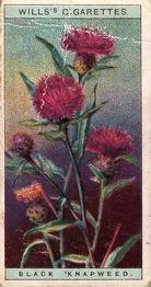 1923 Wills's Wild Flowers #15 Black Knapweed Front