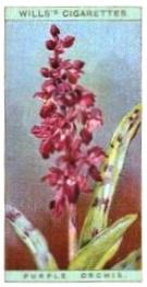 1923 Wills's Wild Flowers #25 Purple Orchis Front