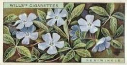 1923 Wills's Wild Flowers #27 Periwinkle Front