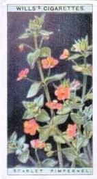 1923 Wills's Wild Flowers #28 Scarlet Pimpernel Front