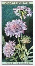 1923 Wills's Wild Flowers #34 Field Scabious Front