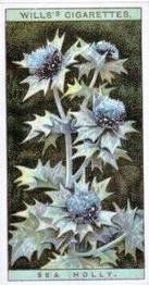 1923 Wills's Wild Flowers #35 Sea Holly Front