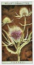 1923 Wills's Wild Flowers #42 Teasel Front