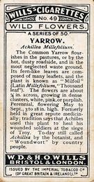 1923 Wills's Wild Flowers #49 Yarrow Back