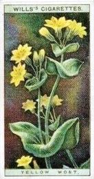 1923 Wills's Wild Flowers #50 Yellow Wort Front