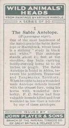 1931 Player's Wild Animals' Heads #1 Sable Antelope Back
