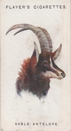 1931 Player's Wild Animals' Heads #1 Sable Antelope Front