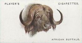 1931 Player's Wild Animals' Heads #9 African Buffalo Front