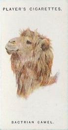 1931 Player's Wild Animals' Heads #11 Bactrian Camel Front