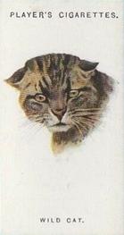 1931 Player's Wild Animals' Heads #12 Wild Cat Front