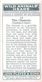 1931 Player's Wild Animals' Heads #13 Chamois Back