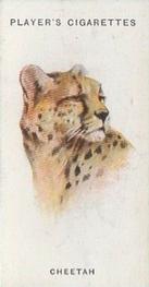 1931 Player's Wild Animals' Heads #14 Cheetah Front