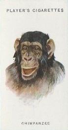 1931 Player's Wild Animals' Heads #15 Chimpanzee Front