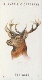 1931 Player's Wild Animals' Heads #17 Red Deer Front