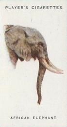 1931 Player's Wild Animals' Heads #20 African Elephant Front