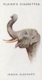 1931 Player's Wild Animals' Heads #21 Indian Elephant Front