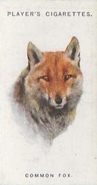 1931 Player's Wild Animals' Heads #23 Common Fox Front