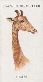 1931 Player's Wild Animals' Heads #25 Giraffe Front