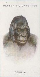1931 Player's Wild Animals' Heads #28 Gorilla Front