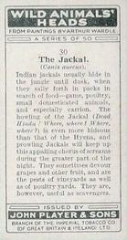 1931 Player's Wild Animals' Heads #30 Jackal Back