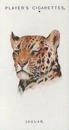 1931 Player's Wild Animals' Heads #31 Jaguar Front
