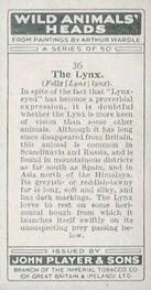 1931 Player's Wild Animals' Heads #36 Lynx Back