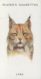 1931 Player's Wild Animals' Heads #36 Lynx Front