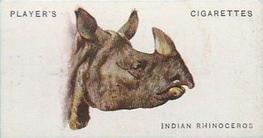 1931 Player's Wild Animals' Heads #42 Indian Rhinoceros Front