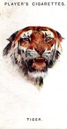 1931 Player's Wild Animals' Heads #46 Tiger Front