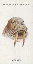 1931 Player's Wild Animals' Heads #47 Walrus Front