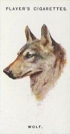 1931 Player's Wild Animals' Heads #48 Wolf Front
