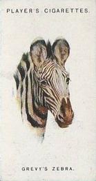 1931 Player's Wild Animals' Heads #50 Grevy's Zebra Front