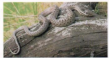 1984 Grandee Britain's Endangered Wildlife #9 Smooth Snake Front