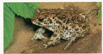 1984 Grandee Britain's Endangered Wildlife #10 Natterjack Toad Front